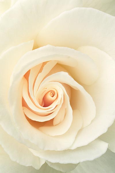 White Rose: Wedding Bulletin: Quantity per Package: 100