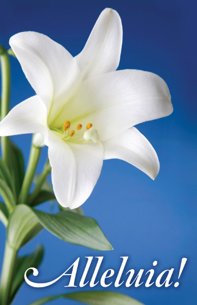 Lily on Blue Background Bulletin, Regular Size: Quantity per package: 100